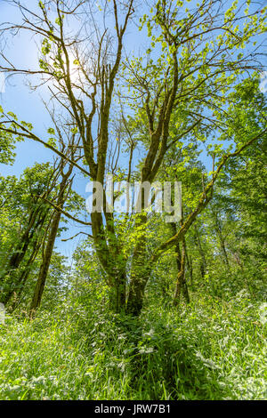 Der Olympische National Park Rainforest Bäume Moos und Reben in einem gemäßigten Hoh Regenwald.. Wandern und Reisen Aussicht in der Nähe von Mount Rainier in War Stockfoto