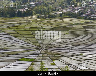 Blick von oben Der individuell geformt, der legendären 'Spider Web Reisfelder' oder Lingko Felder in der Nähe von Ruteng auf der indonesischen Insel Flores Stockfoto
