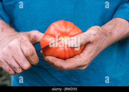 Solanum Lycopersicum. Gärtner schneiden ein Rindfleisch Tomaten/beefsteak Tomaten in der Hälfte. Erbe Sorte Tomaten Stockfoto