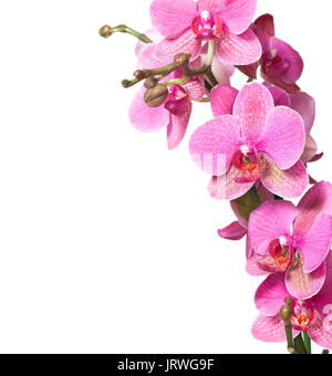In der Nähe von rosa Orchidee auf weißem Hintergrund Stockfoto