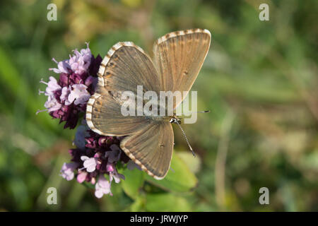 Chalkhill blue butterfly (Polyommatus coridon) an Wildblumen, Großbritannien Stockfoto