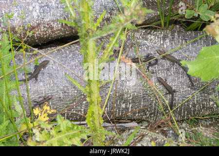 Mehrere Jugendliche gemeinsame Eidechsen, auch genannt lebendgebärenden Echsen (Zootoca Vivipara) Aalen auf einem Haufen anmelden Stockfoto
