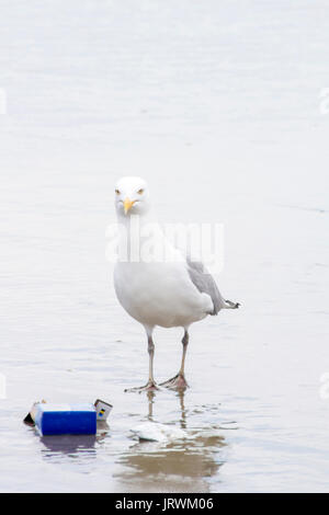 Amerikanische Silbermöwe (Larus argentatus) smithsonianus stehen auf dem Strand mit Papierkorb Stockfoto