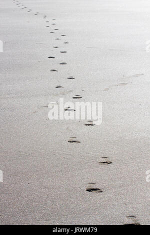 Abdrücke im Sand von einer einzigen Person Schuhe tragen und gehen über einen Strand in Richtung der Kamera Stockfoto