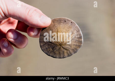 Kaukasische Mann, einem pazifischen Sand Dollar (Dendraster excentricus) am Strand im südlichen Kalifornien gefunden Stockfoto