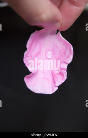 Nahaufnahme einer rosa Rosenblüte mit Tautropfen in der Hand einer Frau Stockfoto