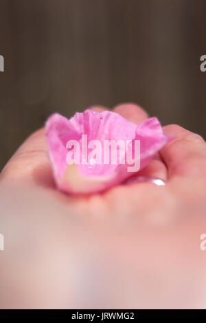 Nahaufnahme einer rosa Rosenblüte mit Tautropfen in der Hand einer Frau Stockfoto