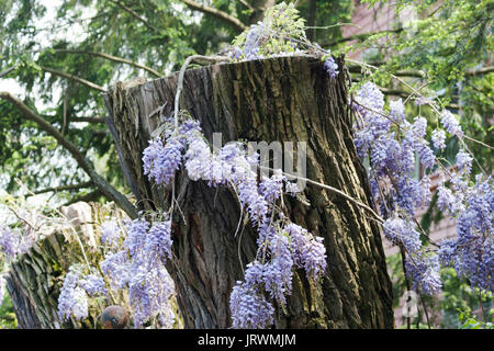 Lila Wisteria wächst auf einem alten Baumstumpf Stockfoto