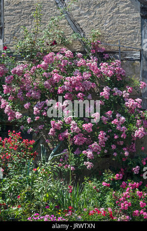 Blühende Rosenstrauch (Rosa) vor der Hauswand, Unterfranken, Bayern, Deutschland Stockfoto