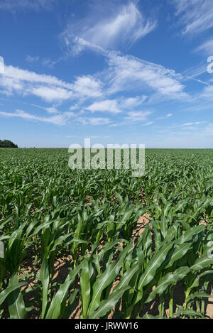 Mais (Zea mays) mit jungen Pflanzen, bewölkter Himmel, Mittelfranken, Bayern, Deutschland Stockfoto