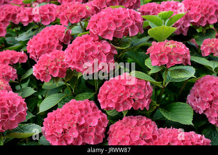Hortensie (Hydrangea), rosa Blumen, Nordrhein-Westfalen, Deutschland Stockfoto