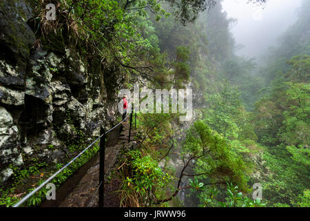 Wanderer auf schmalen Fußweg entlang der Levada Wasserlauf, Regenwald im Nebel, Caldeirao Verde, Queimadas, Madeira, Portugal Stockfoto