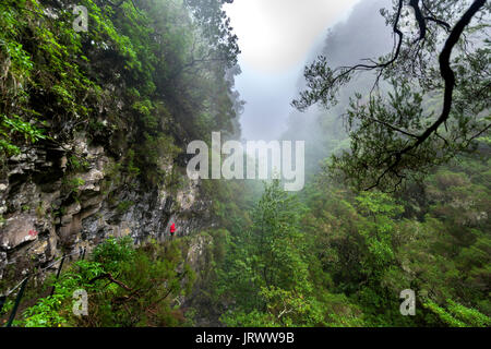 Wanderer auf schmalen Fußweg entlang der Levada Wasserlauf, Regenwald im Nebel, Caldeirao Verde, Queimadas, Madeira, Portugal Stockfoto