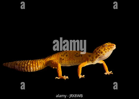 Cute leopard Gecko (Eublepharis macularius) auf schwarzem Hintergrund Stockfoto