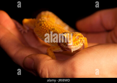 Cute leopard Gecko (Eublepharis macularius) auf schwarzem Hintergrund Stockfoto