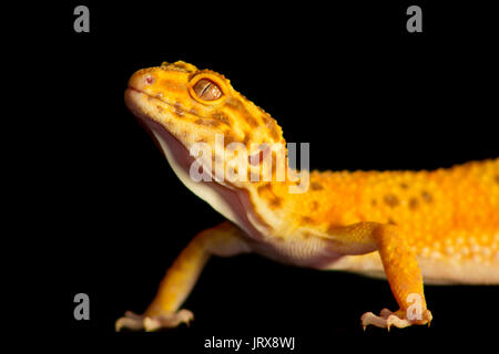 Cute leopard Gecko (Eublepharis macularius) auf schwarzem Hintergrund Stockfoto