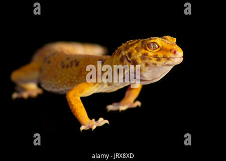 Cute leopard Gecko (Eublepharis macularius) auf schwarzem Hintergrund Stockfoto