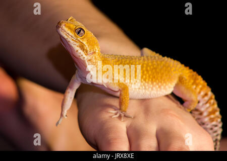 Cute leopard Gecko (Eublepharis macularius) auf schwarzem Hintergrund Stockfoto