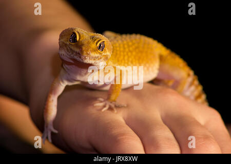 Cute leopard Gecko (Eublepharis macularius) auf schwarzem Hintergrund Stockfoto