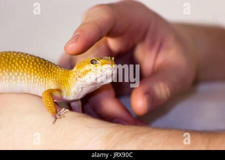 Cute leopard Gecko (Eublepharis macularius) auf neutralem Hintergrund Stockfoto