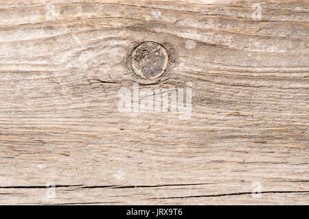 Die Schraube in den Baum verdreht und in der Nähe gefilmt - oben Stockfoto