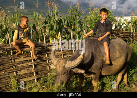 Ein Kind spielt mit einem Büffel neben die Reisterrassen in der Nähe von Lao chai Dorf. Trekking sapa Chai nach Lao. Vietnam. Stockfoto