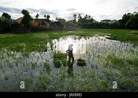 Frauen tendenziell Felder. Hoi An, Vietnam Vietnam, Quang Nam Provinz, um Hoi An, Reisfelder. Stockfoto