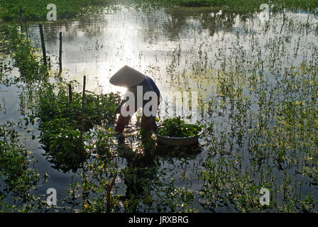 Frauen tendenziell Felder. Hoi An, Vietnam Vietnam, Quang Nam Provinz, um Hoi An, Reisfelder. Stockfoto