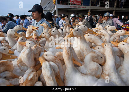 Viele Enten auf der öffentlichen Fähre nach den langen Vinh Co Chien Fluss zu überqueren. Mekong-Delta. Stockfoto