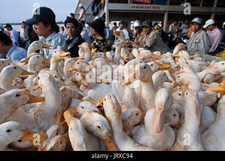 Viele Enten auf der öffentlichen Fähre nach den langen Vinh Co Chien Fluss zu überqueren. Mekong-Delta. Stockfoto