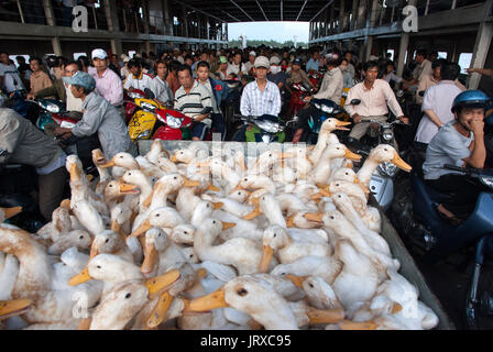 Viele Enten auf der öffentlichen Fähre nach den langen Vinh Co Chien Fluss zu überqueren. Mekong-Delta. Stockfoto