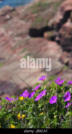 Blumen auf den Klippen bei St. Bees Head, Cumbria, Vereinigtes Königreich Stockfoto