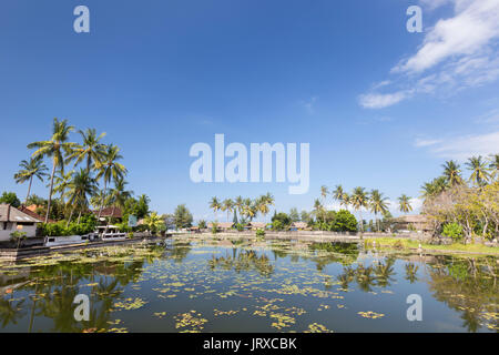 Lotus Seerosen wachsen in der Lagune von Candidasa, Bali, Indonesien Stockfoto