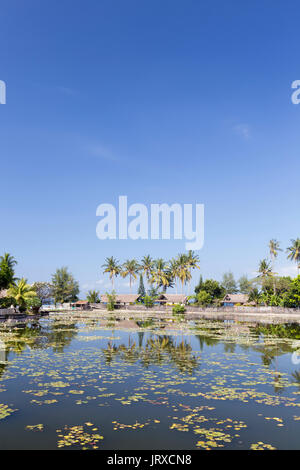 Lotus Seerosen wachsen in der Lagune von Candidasa, Bali, Indonesien Stockfoto