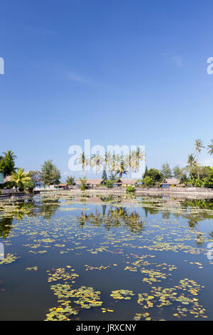 Lotus Seerosen wachsen in der Lagune von Candidasa, Bali, Indonesien Stockfoto