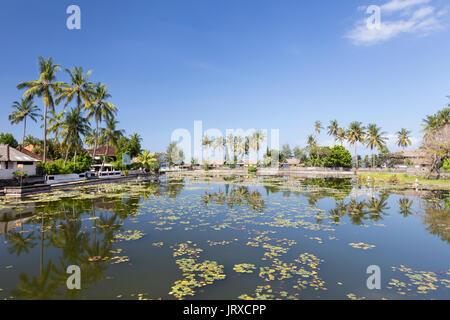 Lotus Seerosen wachsen in der Lagune von Candidasa, Bali, Indonesien Stockfoto