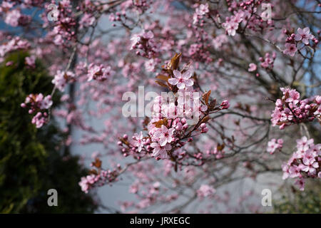 Zierpflanzen waldige Pflanze Cherry Plum mit rosa Blumen im Frühling Stockfoto