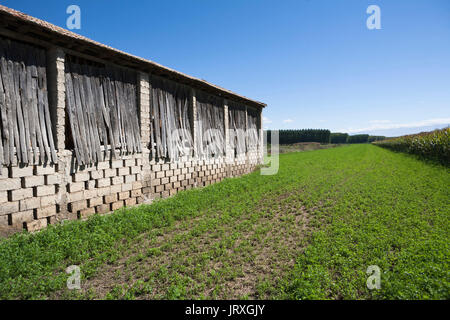 Ein Tabak trocknen auf einem Feld in der Stadt Cijuela Schuppen, Provinz Granada, Andalusien, Spanien Stockfoto