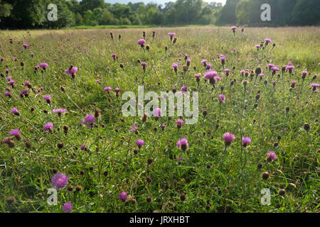 Eine sonnige Wiese in Bristol, mit reichlich Flockenblume (Centaurea Nigra). Stockfoto