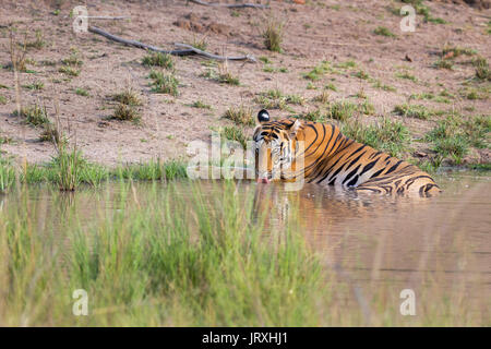 Royal Bengal Tiger oder Panthera tigris Tigris oder indische Tiger Mutter Trinkwasser an der Wasserstelle in Bandhavgarh Tiger Reserve Madhya Pradesh, Indien Stockfoto