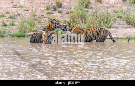 Royal Bengal Tiger oder Panthera tigris Tigris oder indische Tiger Mutter und Jungen spielen im Wasser in Bandhavgarh Nationalpark, unglaubliches Indien Stockfoto