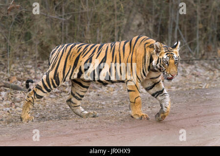 Royal Bengal Tiger oder oder indische Tiger oder Panthera tigris Tigris cub Kreuzung Straße in Bandhavrgarh Tiger Reserve an zentralen Indien in MadhyaPradesh Stockfoto