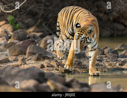 Royal Bengal Tiger oder Panthera tigris Tigris oder indische Tiger in der Nähe der Wasser in Tadoba Nationalpark, Maharashtra Stockfoto