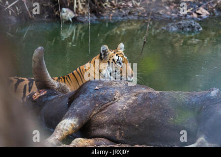 Royal Bengal Tiger oder Panthera tigris Tigris oder indische Tiger auf einer töten Entspannen auf dem Gewässer in Tadoba Nationalpark, Maharashtra Indien Stockfoto