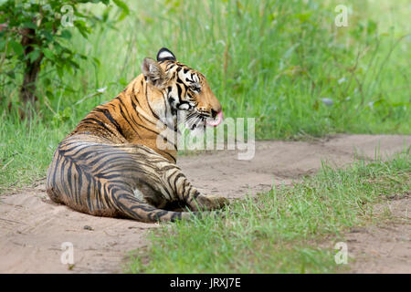 Royal Bengal Tiger oder Panthera tigris Tigris oder indische Tiger sitzen auf der Straße am Tadoba Nationalpark, Maharashtra Stockfoto