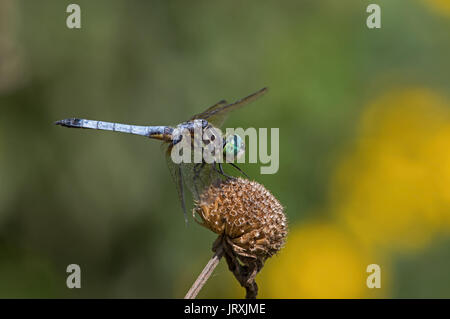 Blue dasher Dragonfly thront auf verbrachte Biene Balsam Blume. Diese dasher ist der Skimmer Familie und ist in einer Vielzahl von Lebensräumen Stockfoto