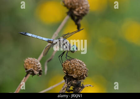 Blue dasher Dragonfly thront auf verbrachte Biene Balsam Blume. Diese dasher ist der Skimmer Familie und ist in einer Vielzahl von Lebensräumen Stockfoto