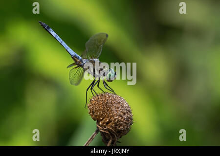 Blue dasher Dragonfly thront auf verbrachte Biene Balsam Blume. Diese dasher ist der Skimmer Familie und ist in einer Vielzahl von Lebensräumen Stockfoto