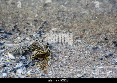 Frosch schwimmt auf dem Wasser. Foto. Stockfoto