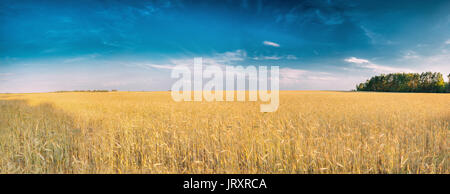 Panorama Landschaft der Jungen Sommer gelb Sprossen von Weizen im Feld unter sonnigen blauen Himmel bei Sonnenuntergang und Sonnenaufgang. Skyline, Horizont. Landwirtschaftliche Rural La Stockfoto